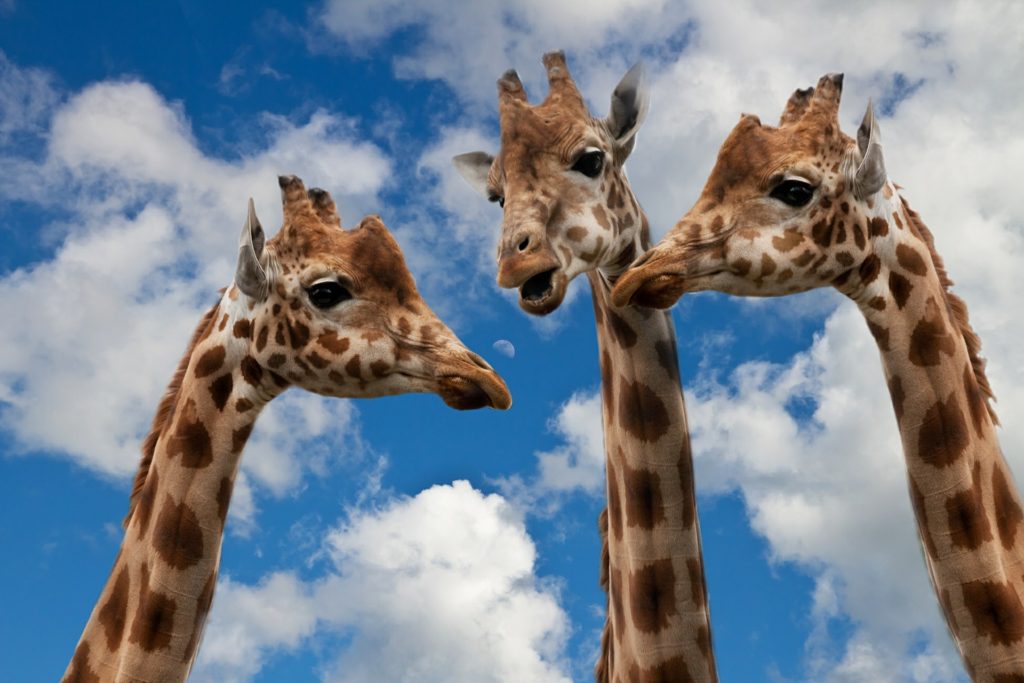write powerful dialogue: three giraffes who appear to be having a conversation
