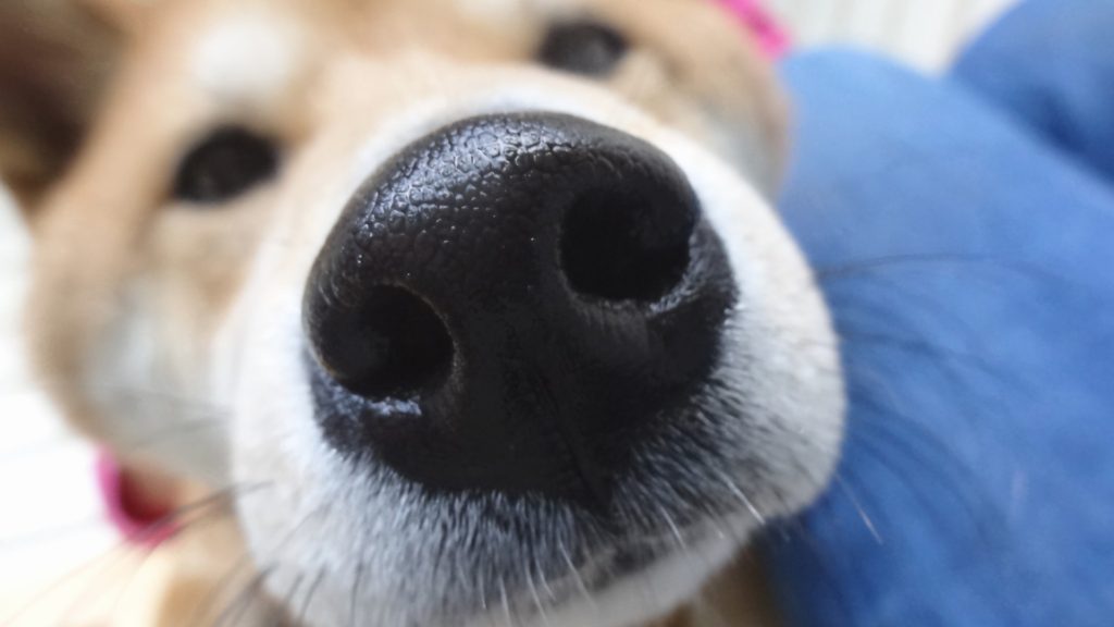 vary your sentence structure: a friendly dog pokes his nose toward the camera, checking for your sentence structure