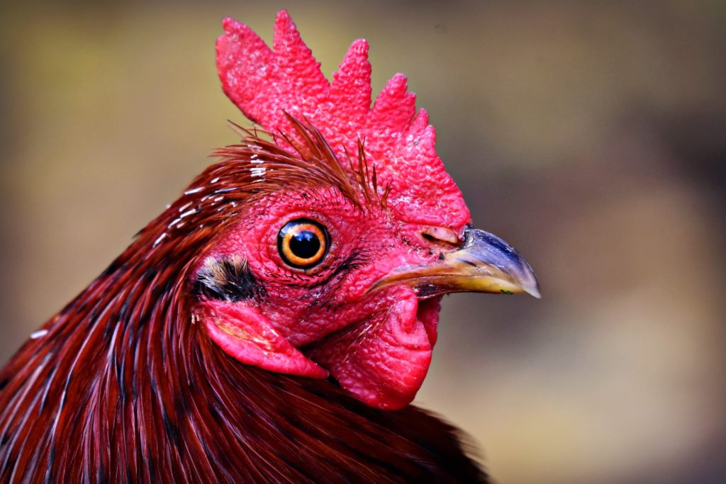 ask questions: questions such as, why did the chicken cross the road?