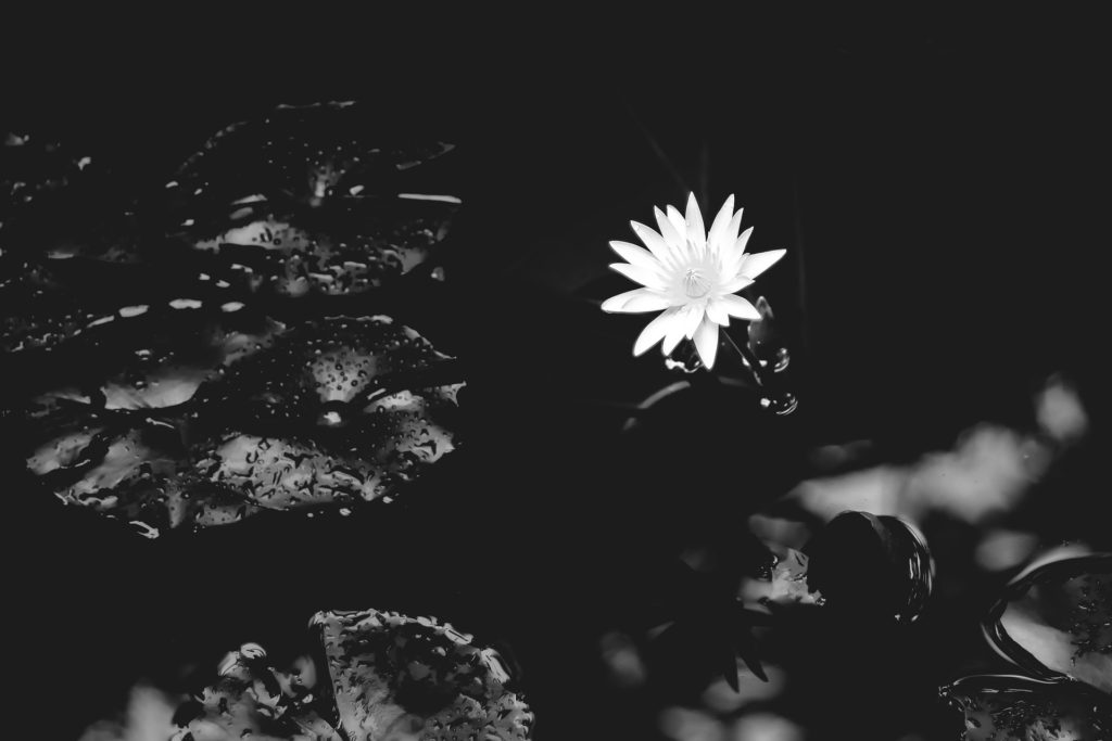 When we write about what hurts: a single white water lily on a black pond surrounded by black lily pads; b/w image