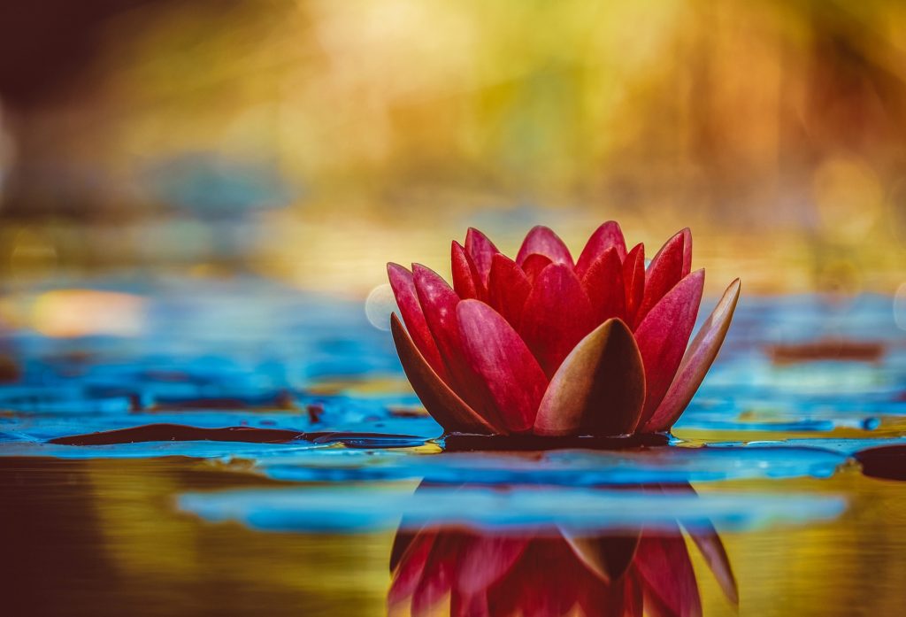 loving your single life: a single water lily in rippling water